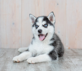 Happy Siberian husky puppy lies on the floor at home