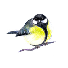 Cute tit on a branch, realistic drawing on paper with colored pencil, isolate, for design and decoration of printed materials