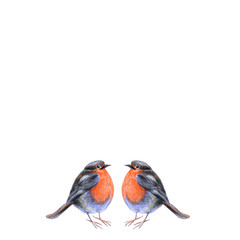 A meeting of two cute birds, with bright plumage, a scarlet breast, a color pencil drawing on a white background, for autumn or winter design and print decoration