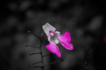 orchidea