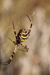 Araignée 3