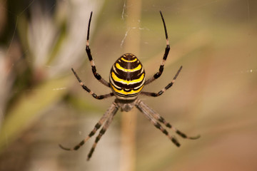 Araignée 1