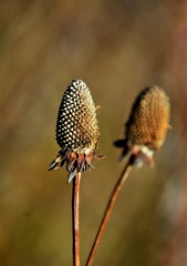 Fototapeta premium a dried plant bud