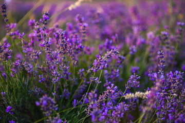 field of lavender flowers