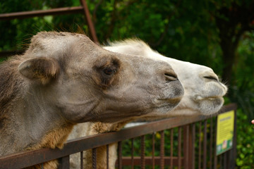 portrait of a camel