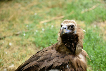 bird of prey