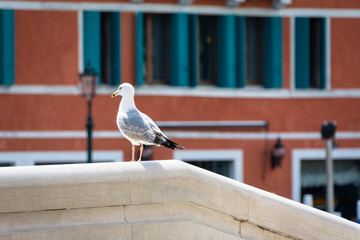 Fototapeta premium city seagull closeup in Venice