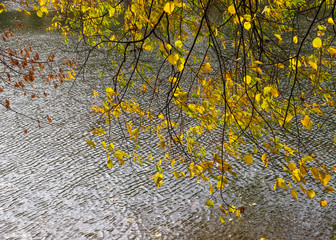 Bright yellow leaves on the branches above the water on a sunny autumn day. Autumn background
