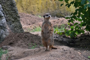 Meerkat on a sentry post...