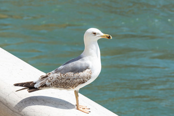 city seagull closeup in Venice