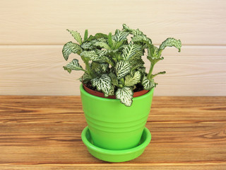 Houseplant fittonia in a green flower pot. The plant with variegated green leaves stands on a wooden background.