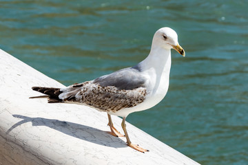 Fototapeta premium city seagull closeup in Venice
