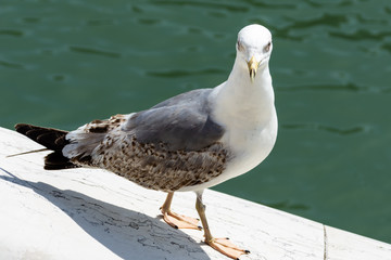 city seagull closeup in Venice