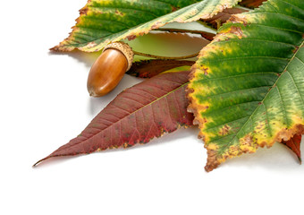 Autumn yellow green and red leaves with acorn on white background, macro