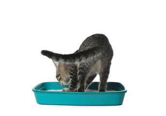 Grey tabby cat using litter tray on white background. Adorable pet