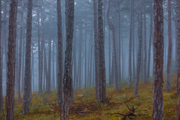 misty autumn forest in the morning