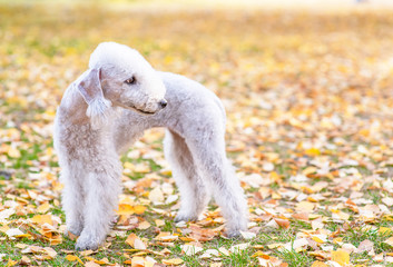 Bedlington terrier dog standing in autumn park. Empty space for text
