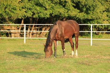 Naklejka na ściany i meble Beautiful chestnut horse grazing on green pasture