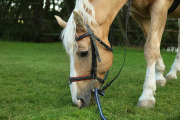 Naklejka na ściany i meble Beautiful palomino horse grazing on green pasture