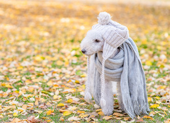 Bedlington terrier dog with scarf and warm hat on his head standing in autumn park and looking away on  empty space