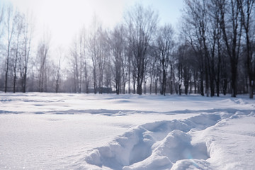 Obraz premium Winter forest landscape. Tall trees under snow cover. January frosty day in the park.