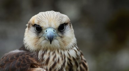 Details and portraits of birds of prey in nature or intended to hunt