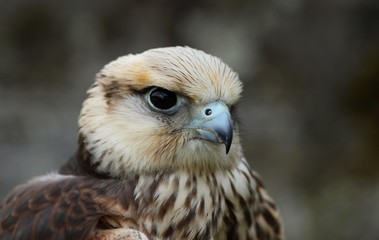 Details and portraits of birds of prey in nature or intended to hunt