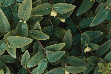The concept of leaves of Hypericum calycinum, abstract dark green surface, natural background. Nature concept.