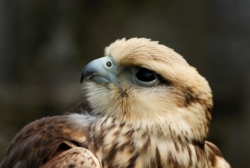 Details and portraits of birds of prey in nature or intended to hunt