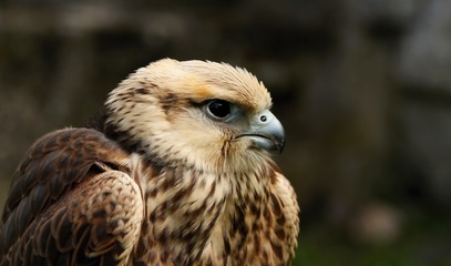 Details and portraits of birds of prey in nature or intended to hunt