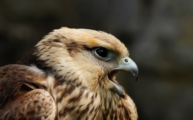 Details and portraits of birds of prey in nature or intended to hunt