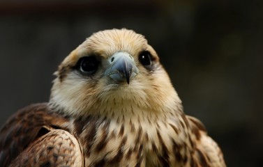 Details and portraits of birds of prey in nature or intended to hunt