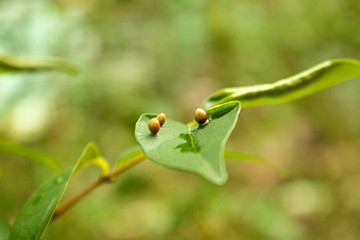 Tree with green leafs