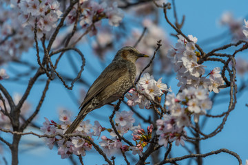 sakura,bird