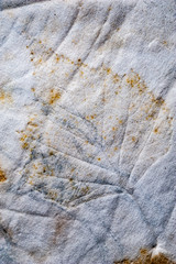 Real texture of the prints of plant leaves on crumpled paper. Not an art. Simple background.