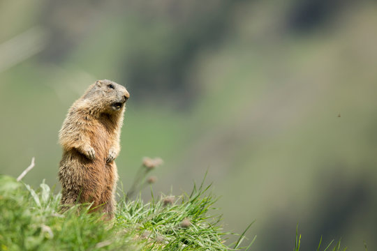 Alpen Murmeltier