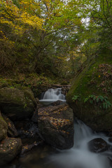 Naklejka premium fall