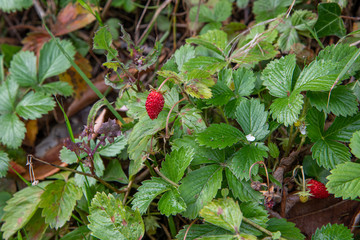 Tiny wild strawberries growing in autumn