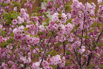 八重咲の桜