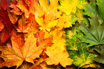 Colorful autumn leaves as background, top view
