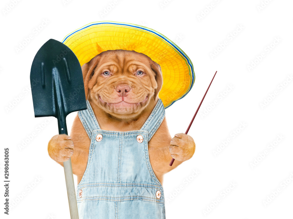 Poster Smiling puppy farmer in summer hat with shovel pointing on empty space. isolated on white background