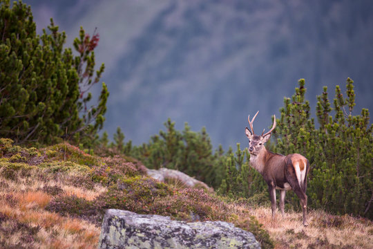 Rothirsch in den Bergen