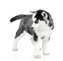 Siberian Husky puppy standing and looking away. isolated on white background
