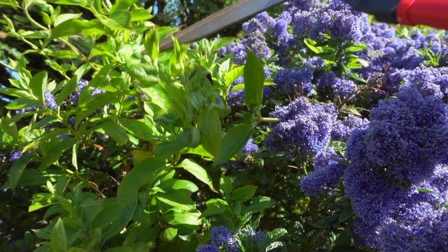 Close POV shot of someone using a pair of pruning shears to trim a Californian Lilac garden / yard bush in bright morning sunshine.