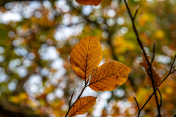 Close up of autumn beech leaves against a bokeh background