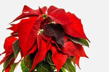 poinsettia