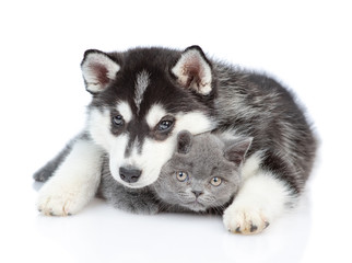 Obraz premium Siberian Husky puppy embracing british kitten and looking at camera together. isolated on white background