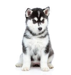 Siberian Husky puppy sitting in front view and looking at camera. isolated on white background