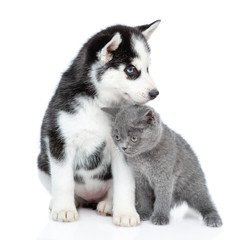 Siberian Husky puppy and cute british kitten sitting together. isolated on white background