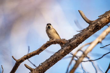 Wild chickadee eating sunflower seeds